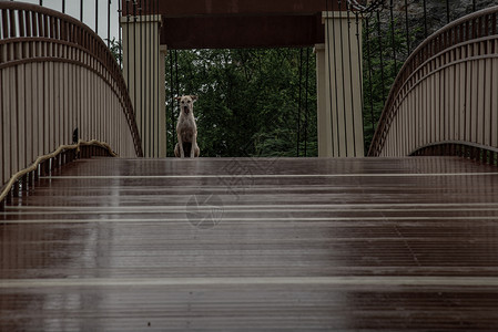 一只狗站在森林桥上 走在沼泽的路上 在雨季动物街道艺术城市背景图片