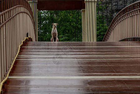 一只狗站在森林桥上 走在沼泽的路上 在雨季动物城市街道艺术背景图片