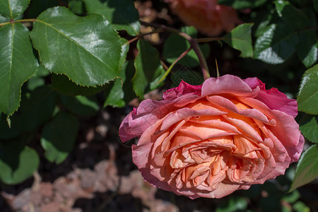 美丽多彩的玫瑰花绿色花园叶子礼物植物白色花瓣玫瑰背景图片