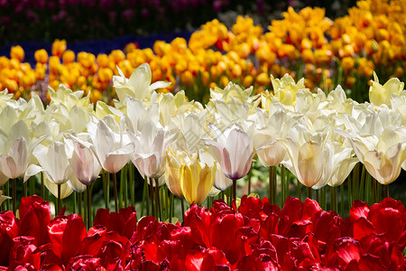 春天盛开的郁金香花作为花卉背景郁金香粉色白色花朵绿色植物花园植物群背景图片