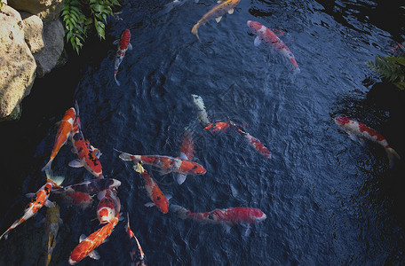 锦鲤线条在日本花园的池塘里游泳的花式鲤鱼或锦鲤背景