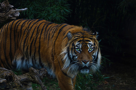 迪迦奥特曼青绿色的成年老虎近距离接近危险居所食肉阴影森林绿色旅行愤怒野生动物动物背景
