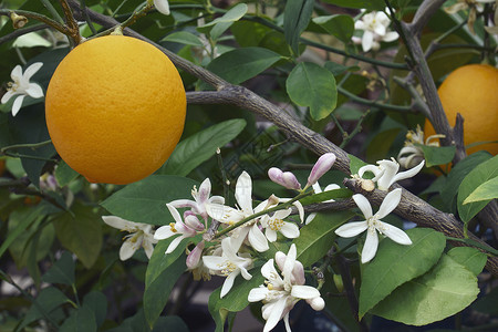 柠檬开花园艺的迈耶里高清图片