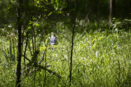 蓝岭大道蓝杰衬套生物学生态翅膀居住植被多样性脊椎动物树叶大道背景