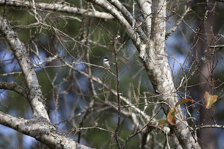卡罗来纳州鸡尾酒加分行山雀羽毛环境生物学生活生物荒野野生动物风景鸣禽背景图片