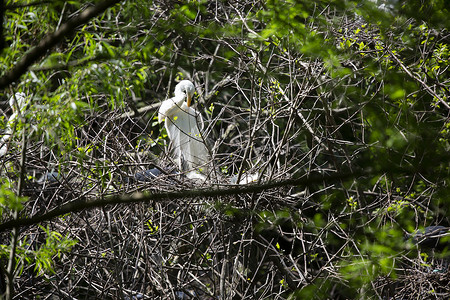 苍鹭小鸡伟大的Egret父母室翅膀小鸡科学苍鹭生物学生物环境手表羽毛场景背景