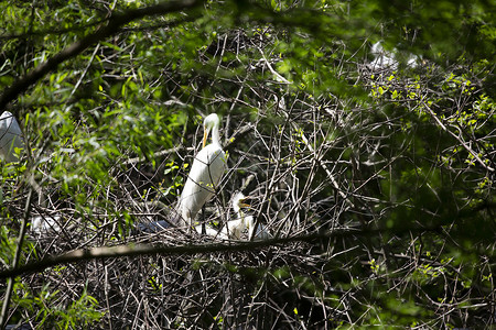 苍鹭小鸡大Egret 保护它的小鸡野生动物生态美丽苍鹭生物学生活父母动物群生物白鹭背景