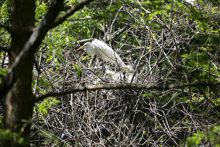 苍鹭小鸡大Egret 看着它的鸡小鸡动物群荒野生物学翅膀白鹭生态生活苍鹭科学背景