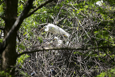 苍鹭小鸡大Egret 看着它的鸡父母荒野苍鹭生物翅膀野生动物场景小鸡生活风景背景