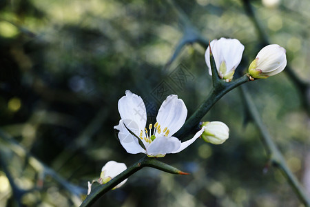 三叶花橙树白花背景图片