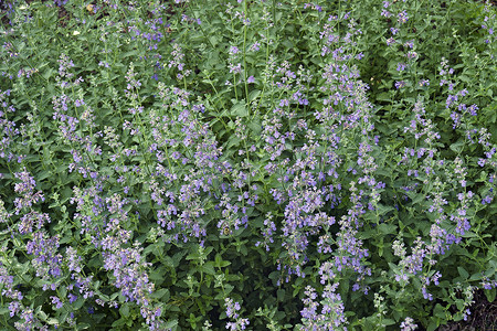 Catmint 花花的贴近图像高清图片