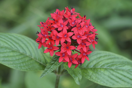 埃及星团鲜花的近视图像被子植物群植物学五角星明星花朵生物生物学植物星花背景图片