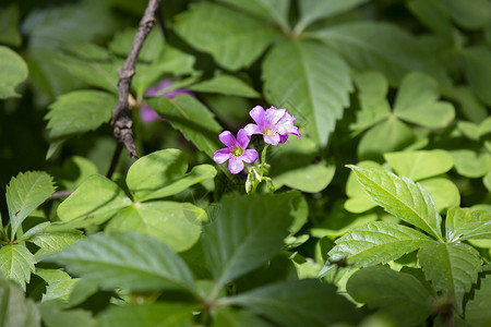 紫花花风景花瓣生活紫色荒野生长绿色植物生物学美丽环境背景图片