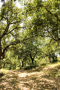 软木橡木树叶公园高清图片