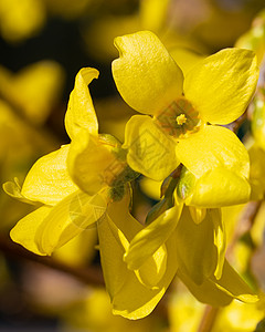 Forsythia Forsythia 中间媒体花瓣灌木园艺衬套花园风景花艺生长花坛生命周期背景图片