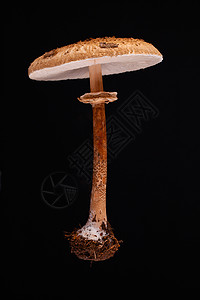 一种漂浮的寄生虫蘑菇雄性激素宏观季节荒野阳伞森林森林食品菌类悬浮乡村食物背景