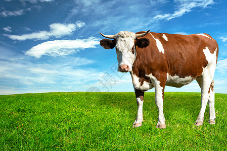 乳奶白奶牛和棕褐奶牛蓝色天空牛肉晴天草地场地农村牛奶动物农田背景图片