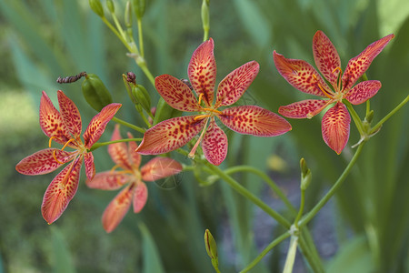 艾达贝拉黑莓花生物植物群植物学植物生物学园艺被子鸢尾花背景