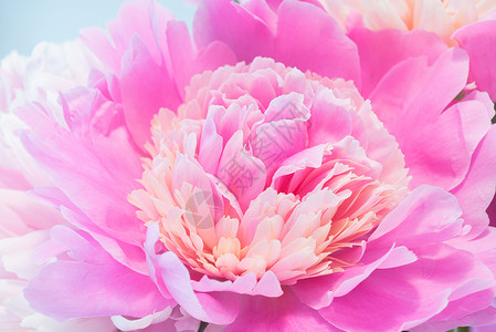 粉红小马的特写设计牡丹宏观花朵花艺花期花瓣粉红色季节牡丹花背景图片