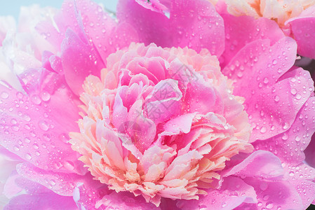 粉红小马的特写牡丹花设计花期园艺花艺粉色粉红色花园牡丹植物背景图片