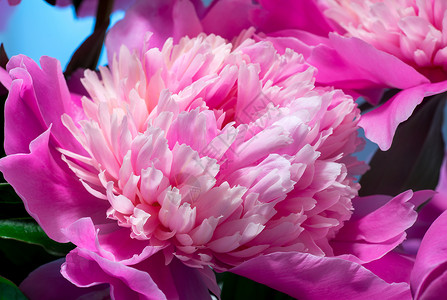 粉红小马的特写花期牡丹花花园花艺花朵植物群设计植物宏观粉红色背景图片
