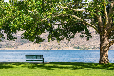 孤单地坐在湖岸边的栗子树冠下背景图片