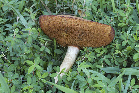 蘑菇植物干燥剂背景图片