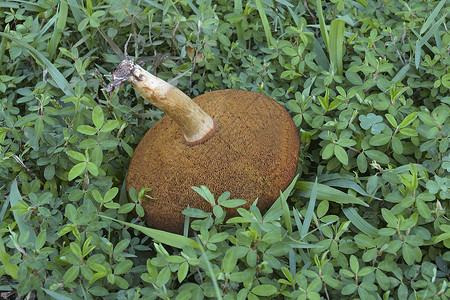 蘑菇干燥剂植物背景图片