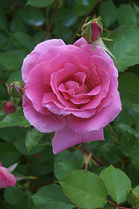混合花朵玫瑰被子生物灌木园艺植物群生物学植物学杂交植物背景图片