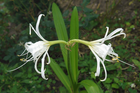 石蒜秘鲁水仙花杂交种仙花生物学植物学篮子园艺植物群植物海水生物背景