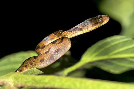 蛇之吻哥斯达黎加科科瓦多国家公园雨林脊椎动物生物学荒野森林野生动物热带避难所动物群大佐背景