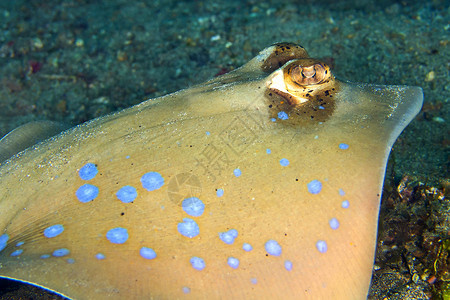 普雷维登西亚印度尼西亚北苏拉威西Lembeh 蓝点丝带尾巴雷主题多样性行为荒野海洋生物生物生态环境带鱼动物学背景