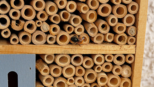兰花蜜蜂特写了德国一家昆虫旅馆的胸腔野蜂花蜂传粉者翅膀动物壁蜂动物群野生动物隧道帮助背景