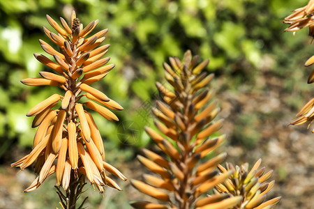 苞片太阳下花园的Aloe Vera植物芦荟生长植物学皮肤橙子纤维叶子植物群酒精花序背景