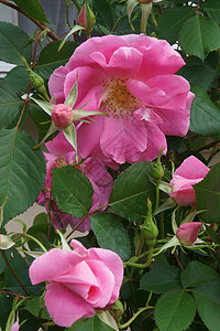 混合玫瑰花园艺生物学被子灌木玫瑰生物植物群植物杂交植物学背景图片