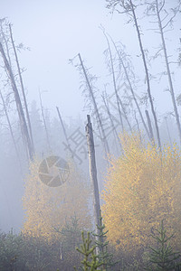 萨斯喀彻温省北部秋秋叶子摄影森林国家场景风景背景图片
