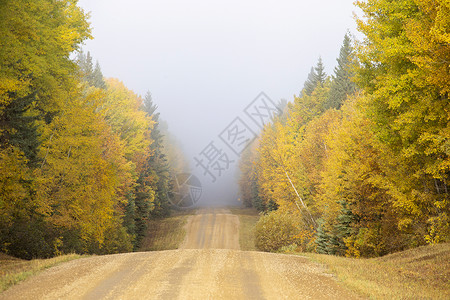 萨斯喀彻温省北部秋秋场景森林叶子摄影国家风景背景图片