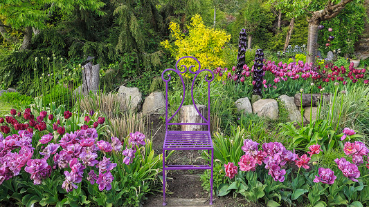 郁金香花季美丽多彩的花园背景