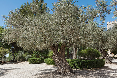 城市公园的橄榄树高清图片