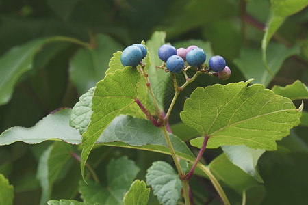 野葡萄克里珀水果和叶子的近视图像植物群生物学园艺藤蔓植物生物树叶被子短梗浆果背景