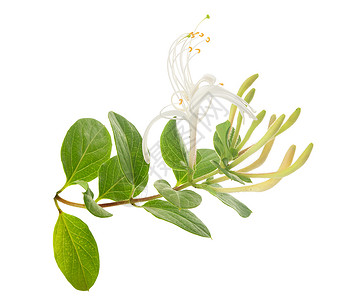 盛开的蜂蜜圈香气花序木本植物香水气味树叶绿色香味白色背景图片