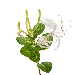 盛开的蜂蜜圈白色香气植物群植物气味树叶香水木本香味绿色背景图片