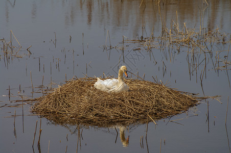 孵化场孤单的天鹅晚上坐在湖边的巢穴里 特写 细节背景