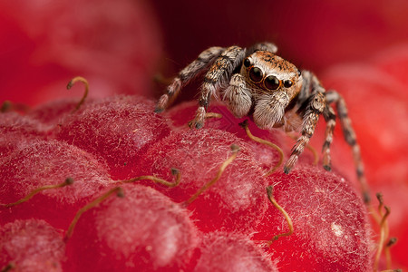 跳蜘蛛和草莓微笑咸鱼跳跃强光覆盆子浆果红色眼睛背景图片
