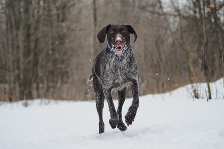 萨尔德冬天在森林打猎的狗 德国德雷萨猎人喜悦棕色羊毛露天动物森林猎狗背景