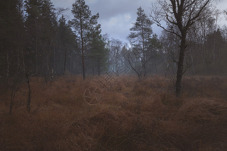 福吉早晨森林天空薄雾关键字树木地平线高清图片