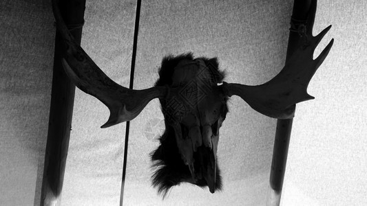 鹿角照片素材打猎兽性的高清图片