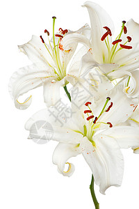 粉百合花白色百合花的布束 孤立在白色上生日脆弱性花束植物群婚礼花粉摄影刀刃植物学说谎背景