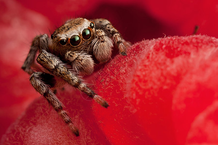 跳蜘蛛和草莓跳跃红色覆盆子强光浆果咸鱼眼睛微笑背景图片
