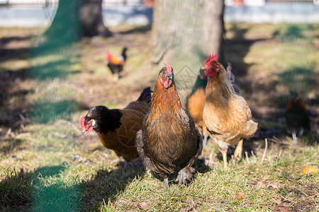 在自己的花园里养鸡 夏天羽毛农家院动物园艺农村农业草地棕色农场食物背景图片